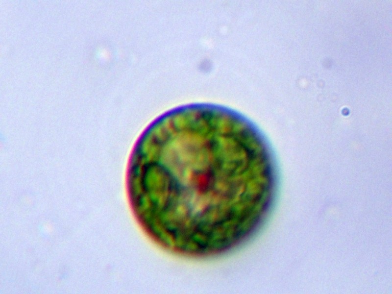 Euglena sp.