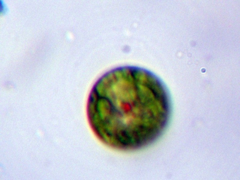 Euglena sp.