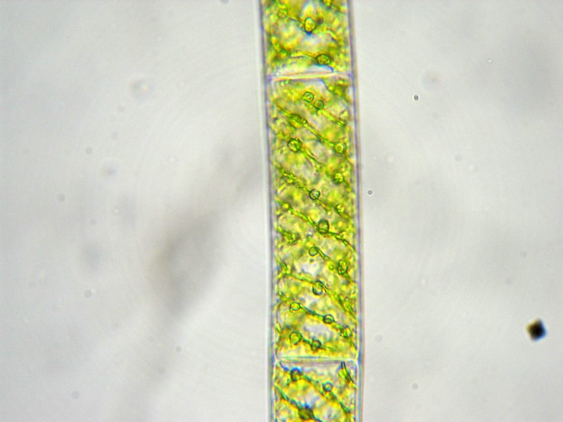 Spirogyra sp.