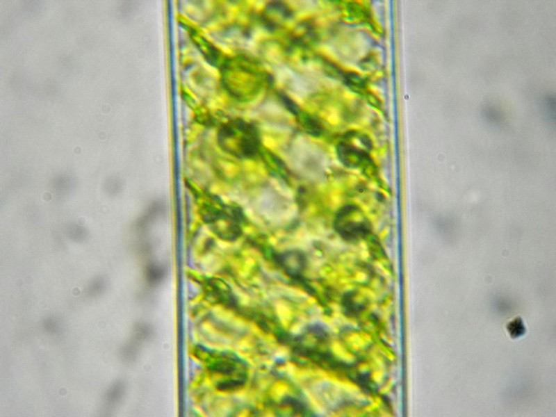 Spirogyra sp.