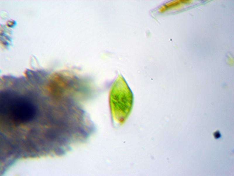 Euglena sp.