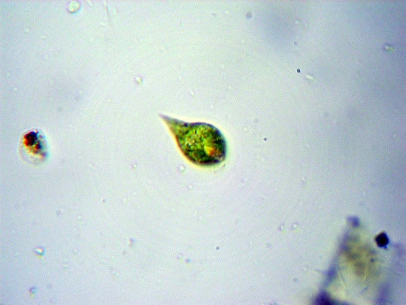 Euglena sp.