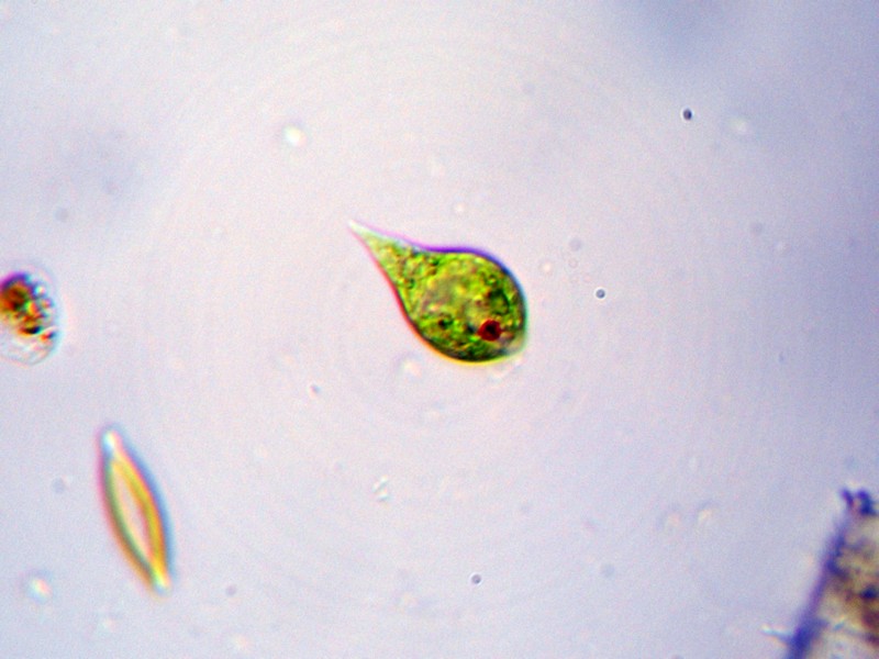 Euglena sp.