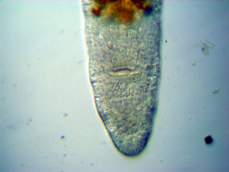 Stenostomum (leucops?)