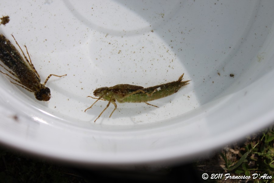 Mi potete aiutare? Larva di plecottero?