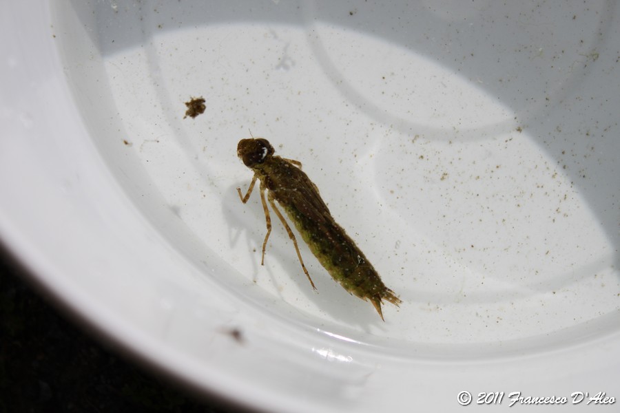 Mi potete aiutare? Larva di plecottero?