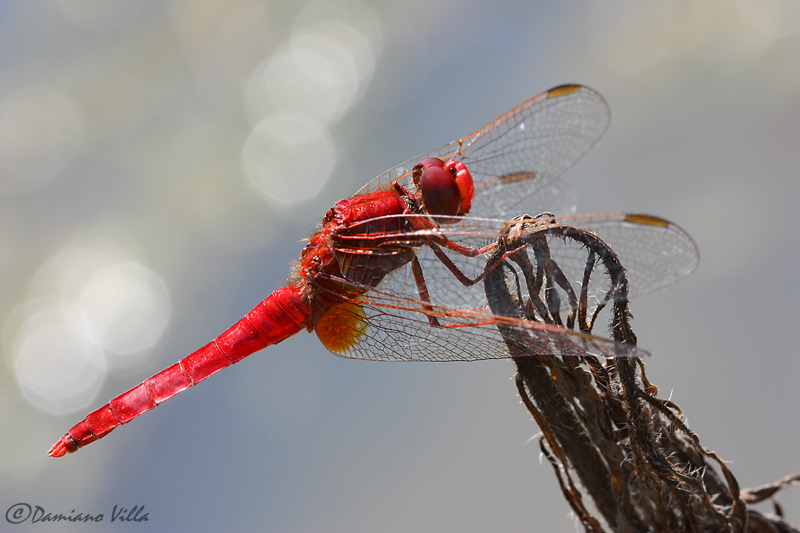 Crocothemis erythraea ♂