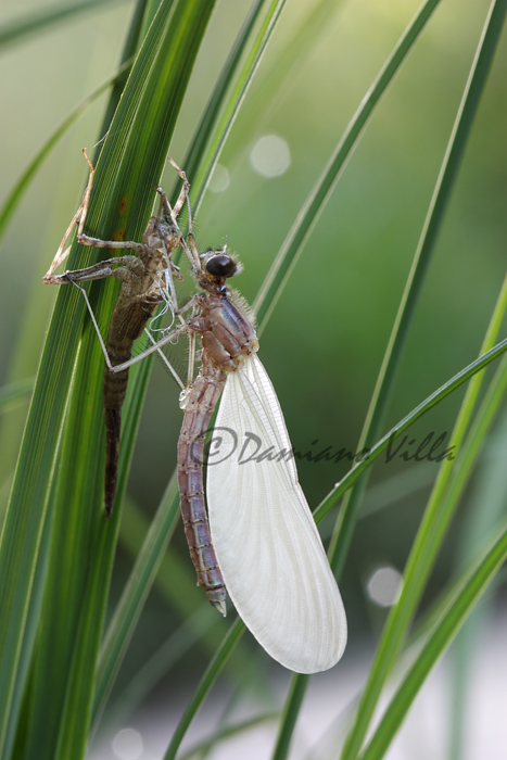 Exuvia di Calopteryx splendens, femmina