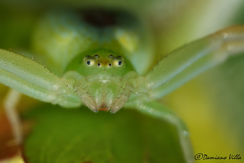 Ebrechtella tricuspidata