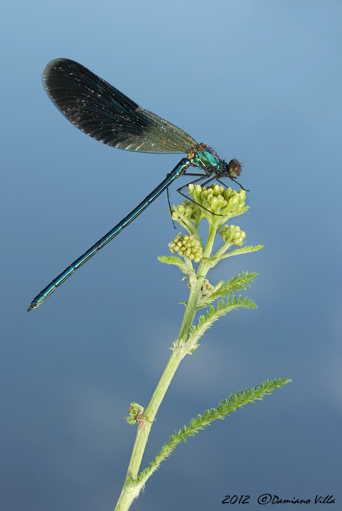 Calopteryx splendens