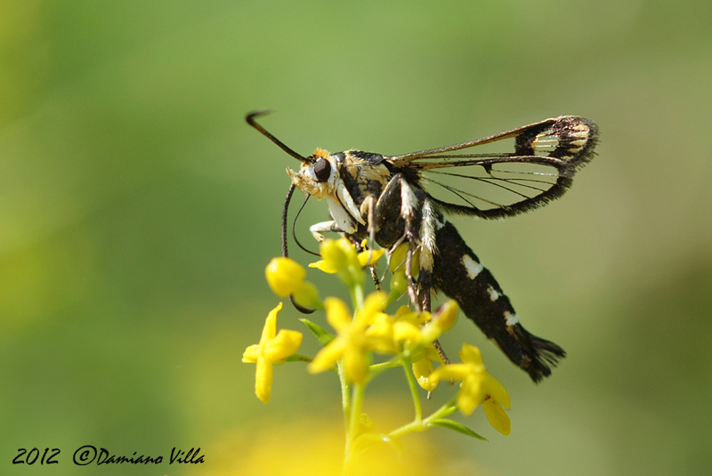 Sesiidae da identificare