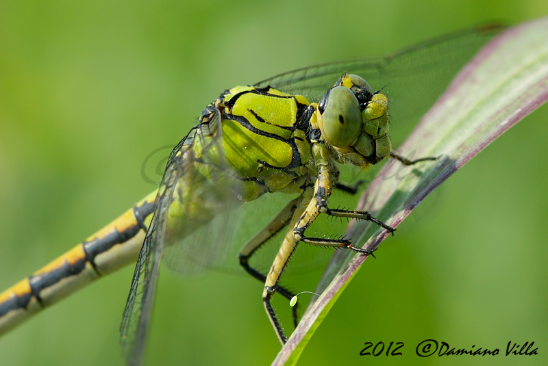 Ophiogomphus cecilia