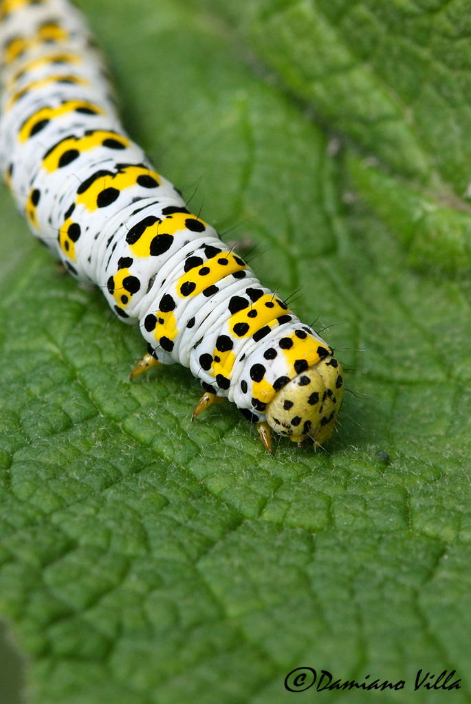 identificazione larva