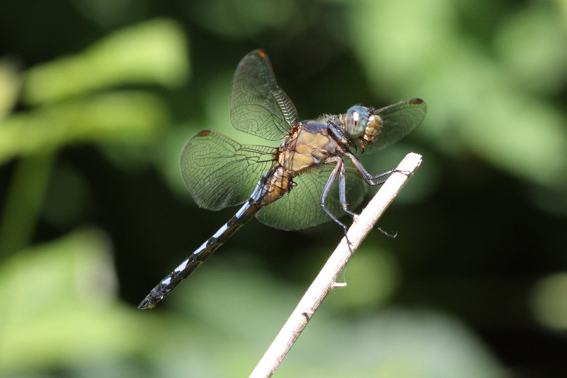 Uno strano Orthetrum