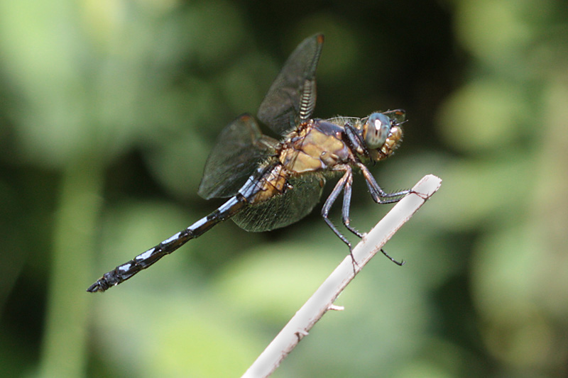 Uno strano Orthetrum