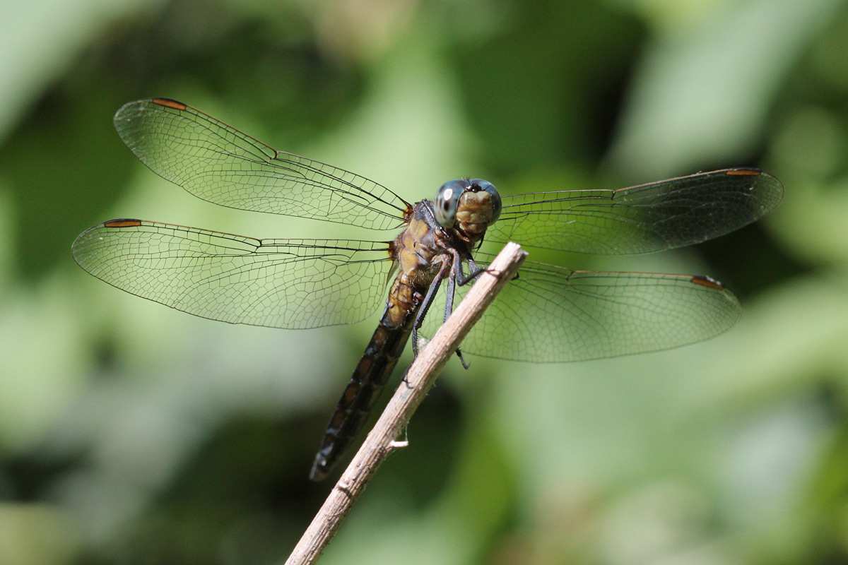 Uno strano Orthetrum