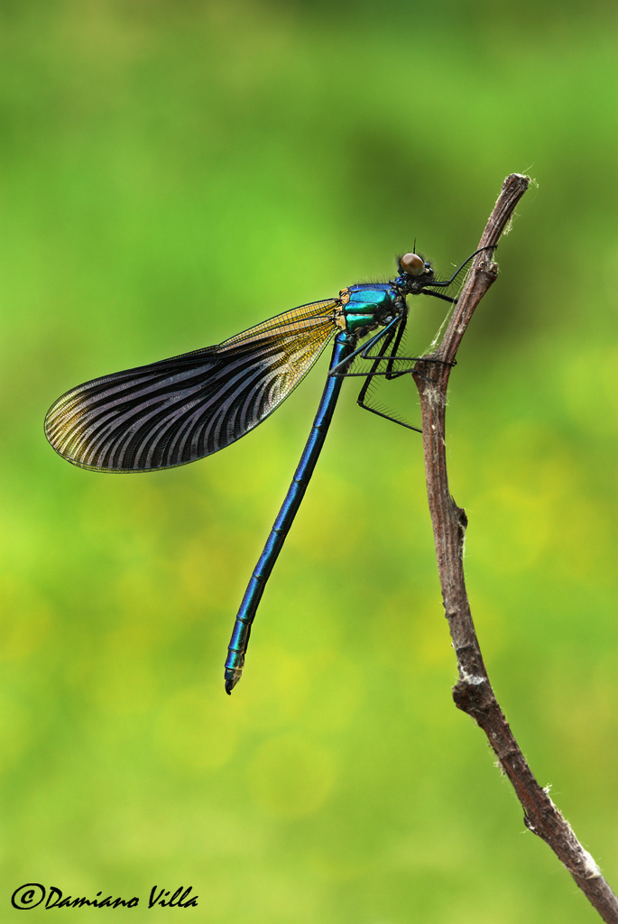 Calopteryx splendens