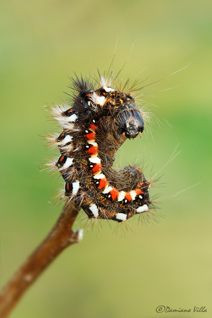 Larva da identificare