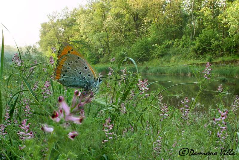 Lycaena dispar