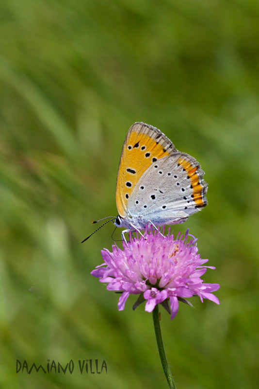 Lycaena dispar