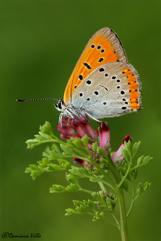 Lycaena dispar