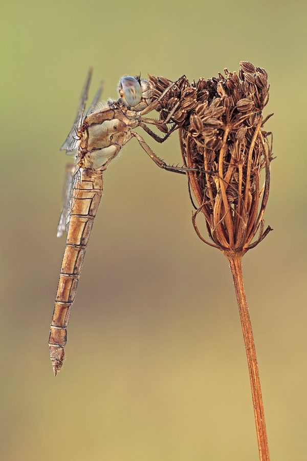 Orthetrum brunneum