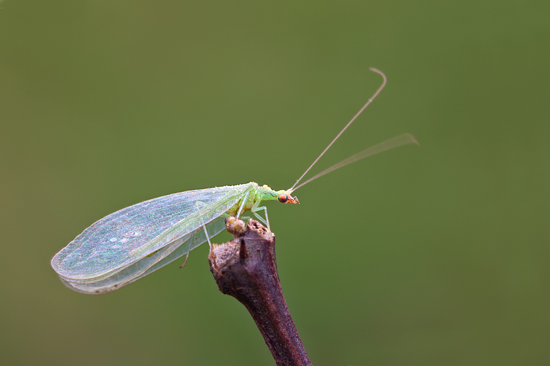 Chrysopa