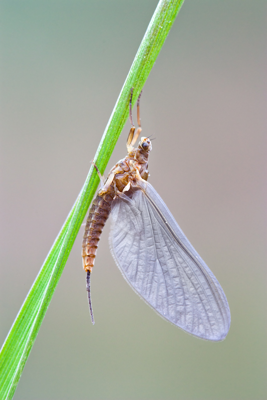 Serratella ignita femmina