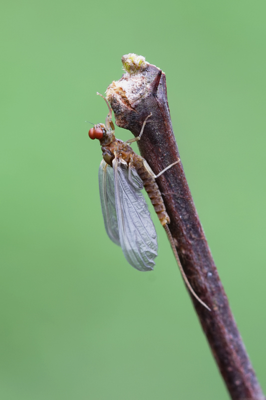 Serratella ignita maschio