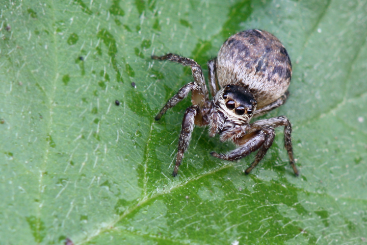 Evarcha arcuata