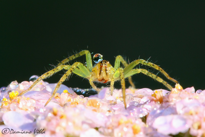 La sentinella dell''Achillea