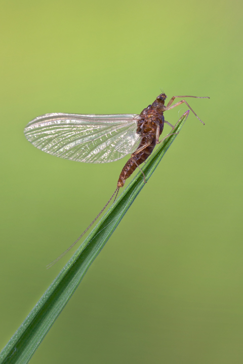 Serratella ignita