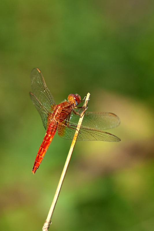 sympetrum? - Crocothemis erythraea (femmina)