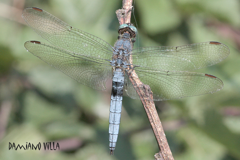 Uno strano Orthetrum