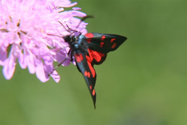 farfalle da identificare