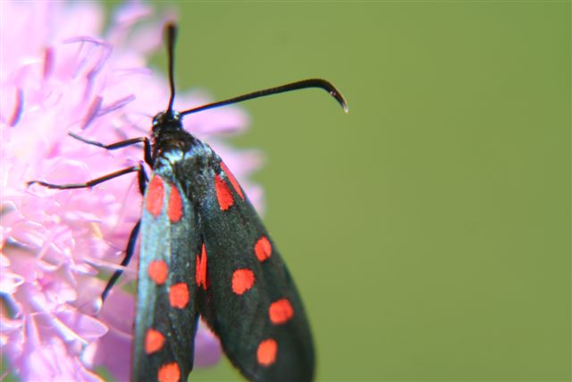 farfalle da identificare