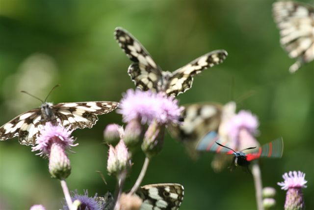 identificazione farfalla