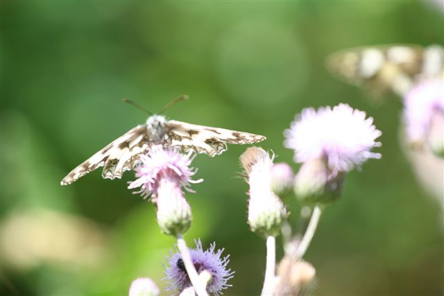 identificazione farfalla