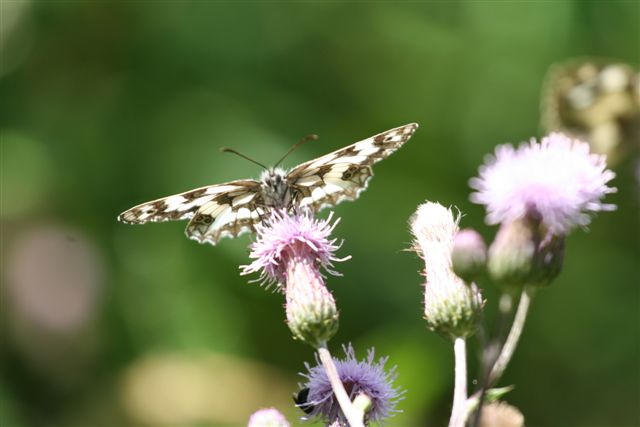 identificazione farfalla