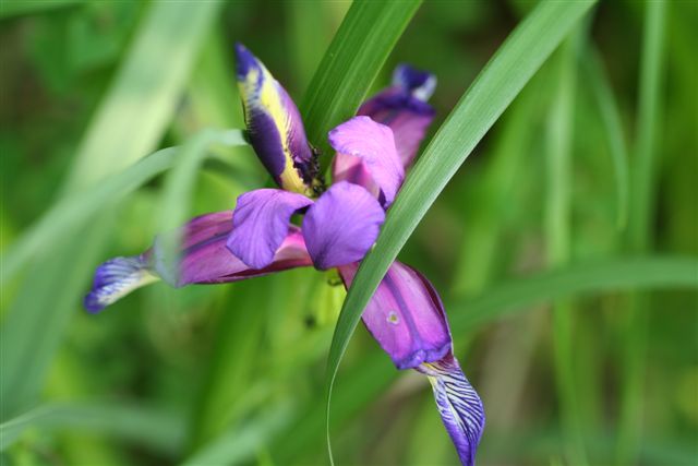 Iris graminea