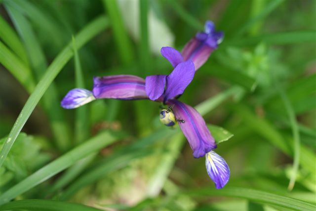 Iris graminea