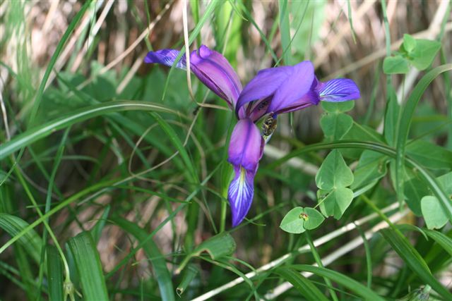 Iris graminea