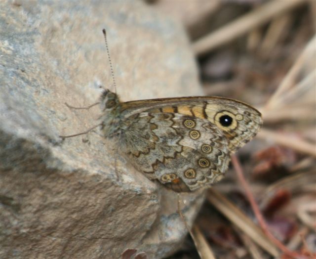 un''altra farfalla da identificare