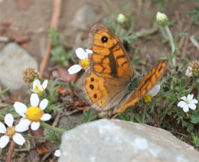 un''altra farfalla da identificare