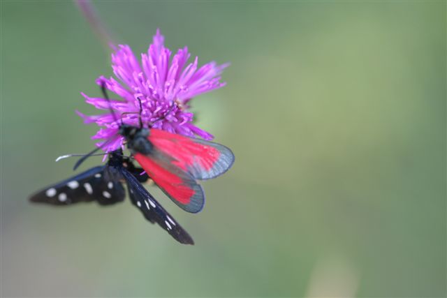 farfalle da identificare