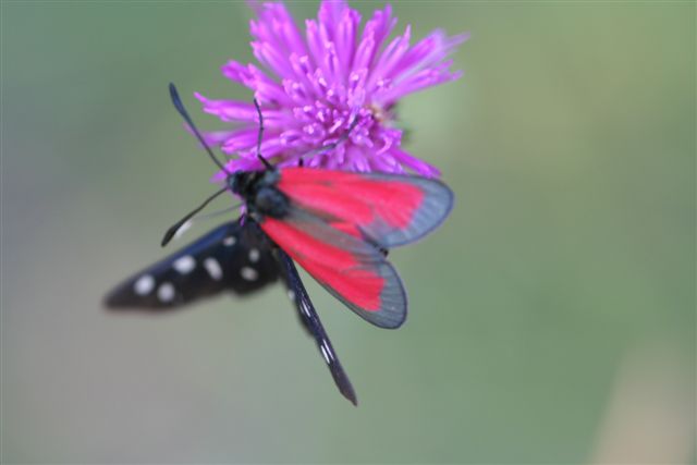 farfalle da identificare