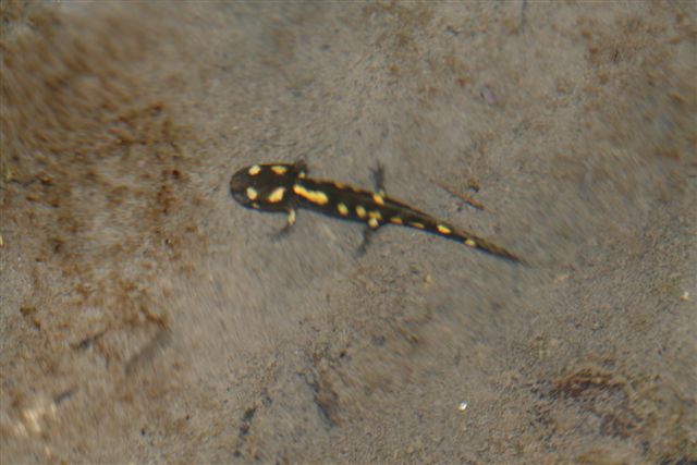 salamandre? Salamandra salamandra, larve