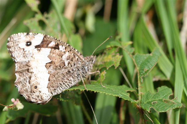 farfalla da identificare