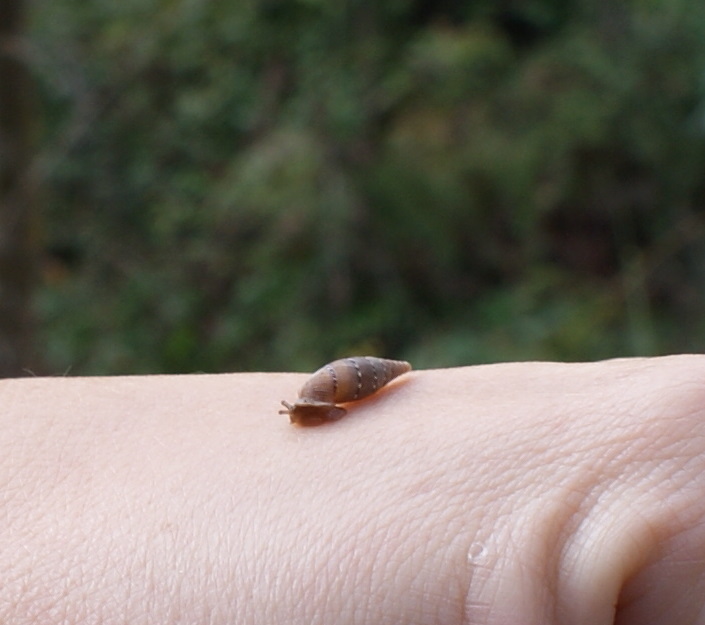 Papillifera bidens