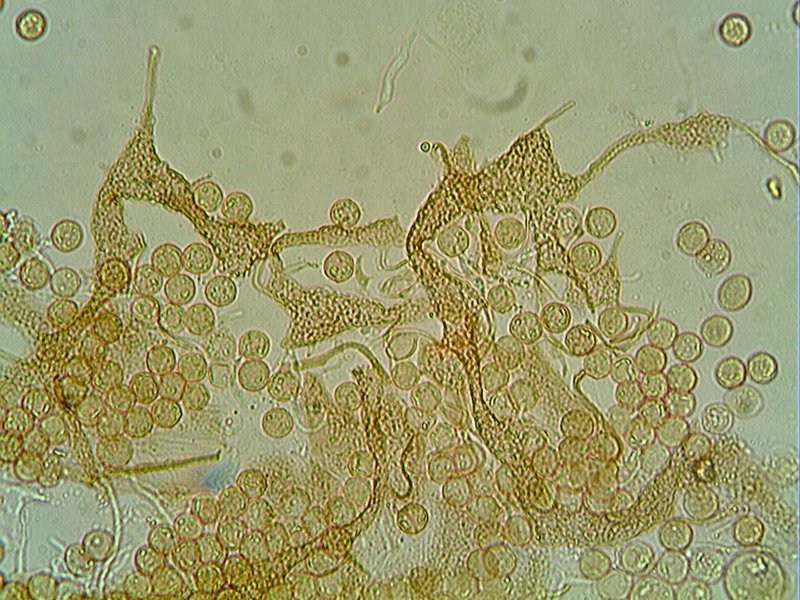 Cribraria sp.